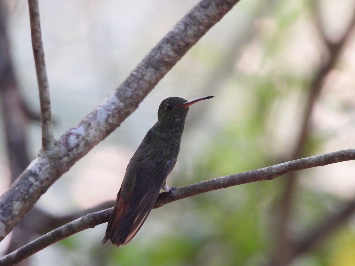 Rufous-tailed Hummingbird - ML619854528