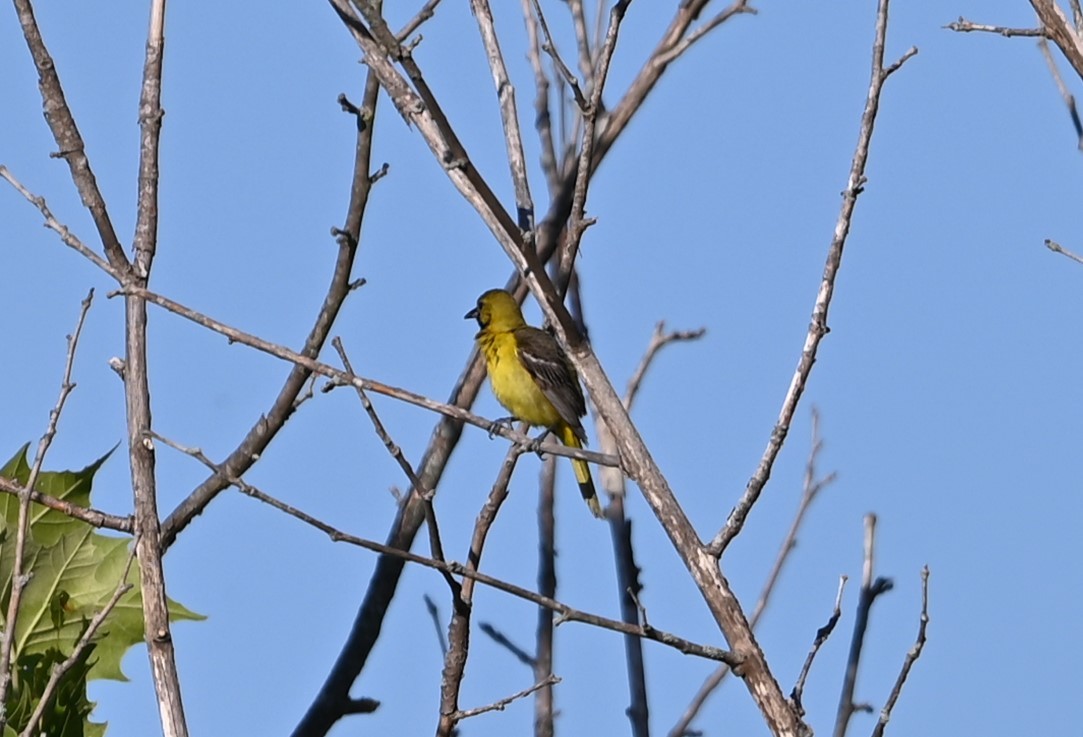Orchard Oriole - ML619854540