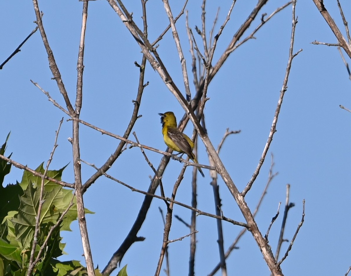 Orchard Oriole - ML619854549