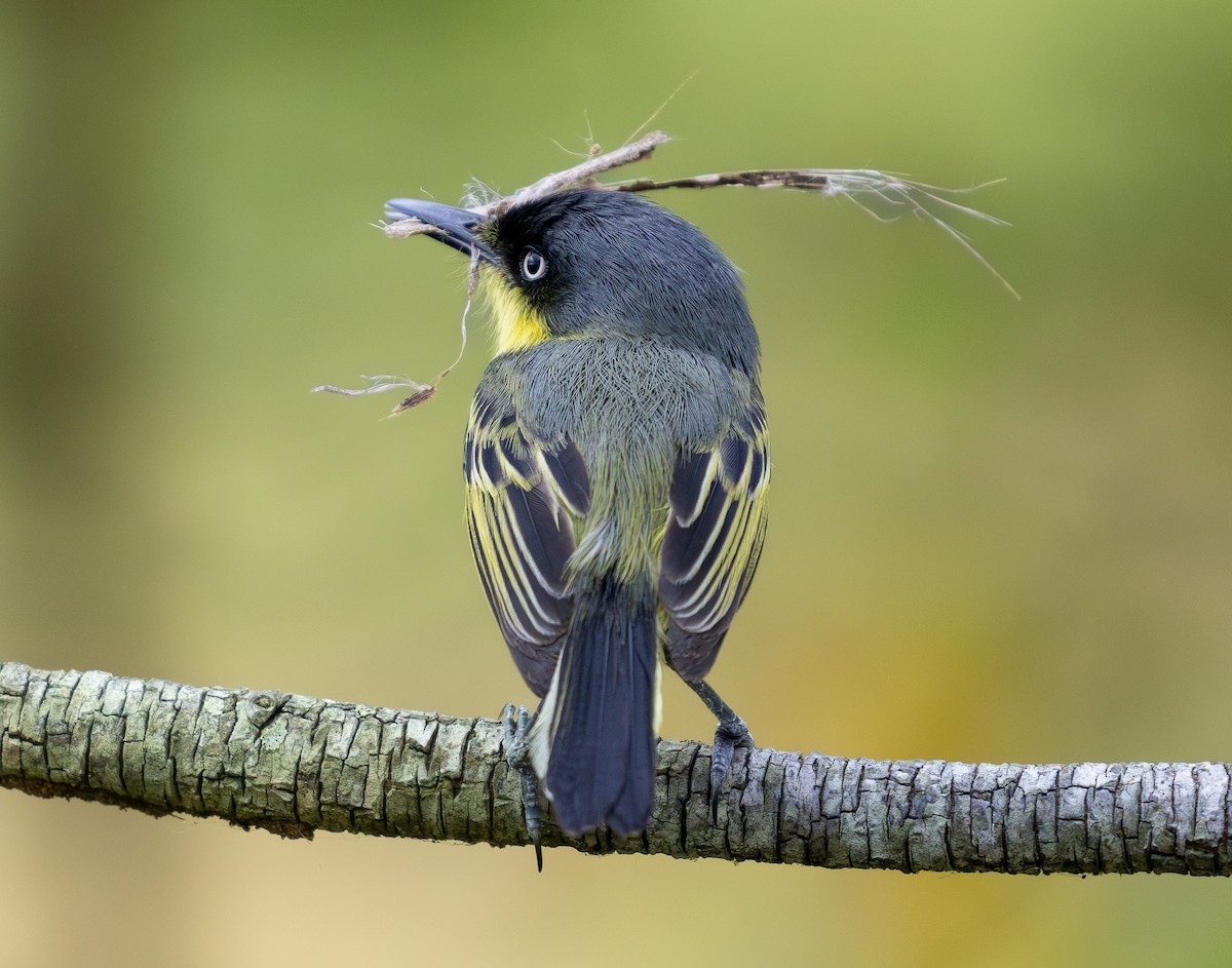 Common Tody-Flycatcher - ML619854556