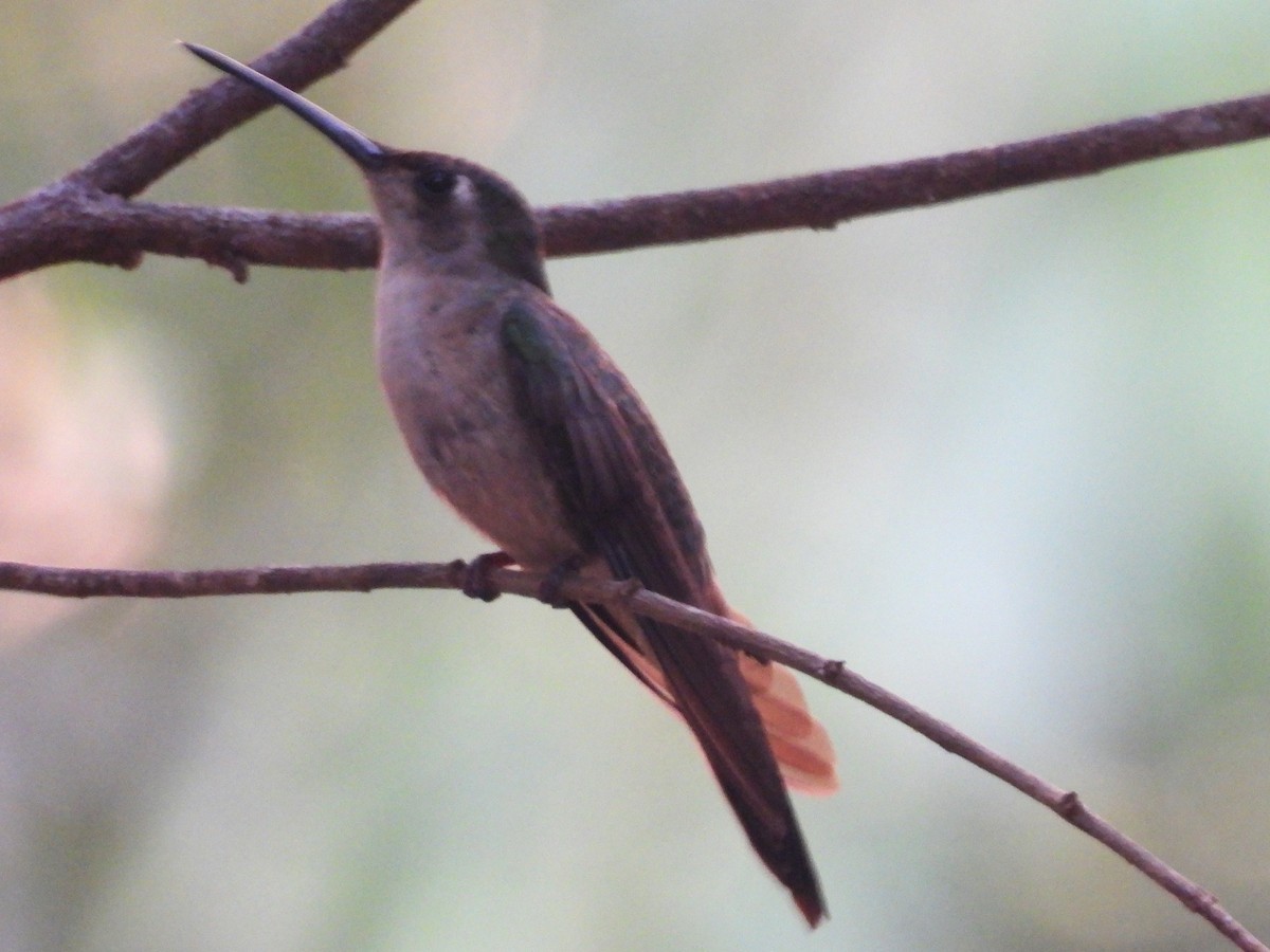 kolibřík klínoocasý - ML619854558