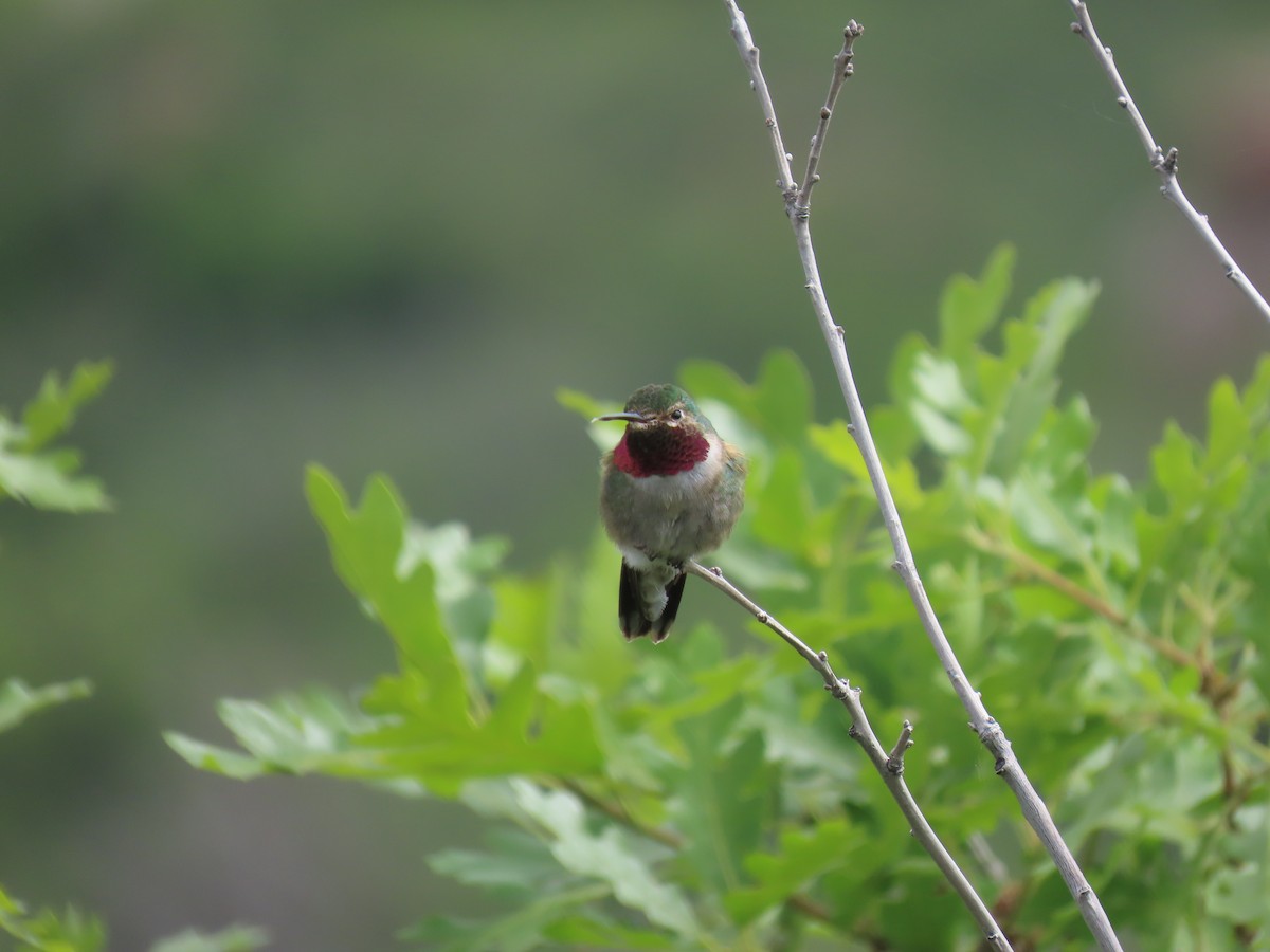 Broad-tailed Hummingbird - ML619854560