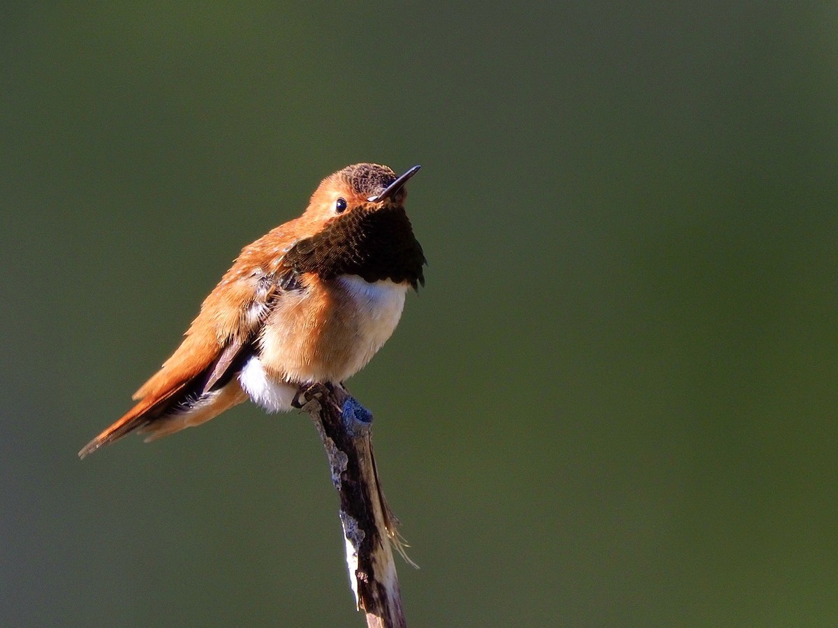 Colibrí Rufo - ML619854562