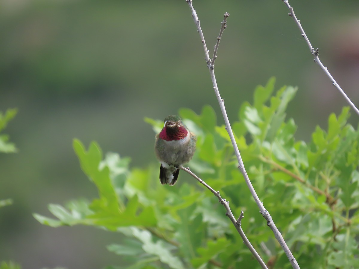 Broad-tailed Hummingbird - ML619854570