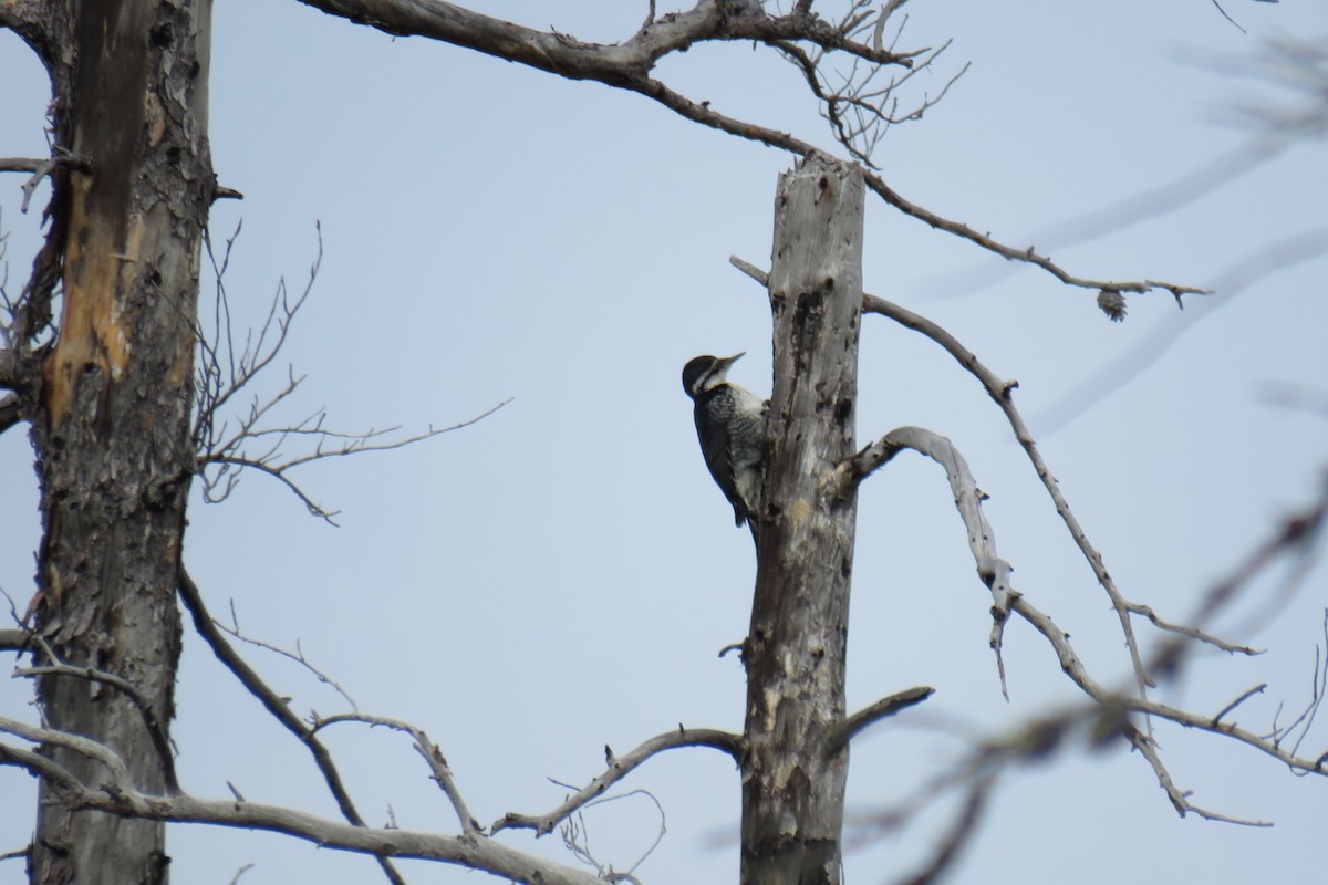 Black-backed Woodpecker - ML619854571