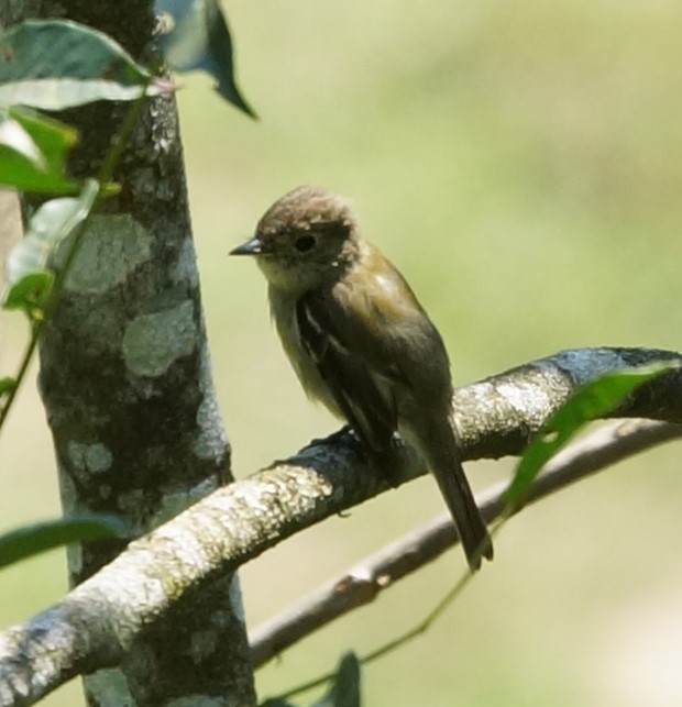 Least Flycatcher - ML619854574