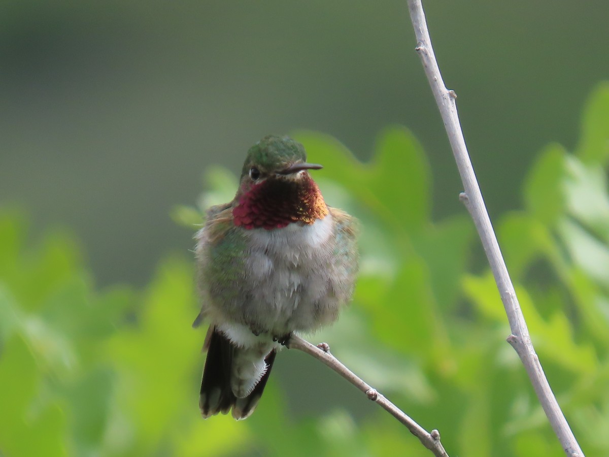 Broad-tailed Hummingbird - ML619854578