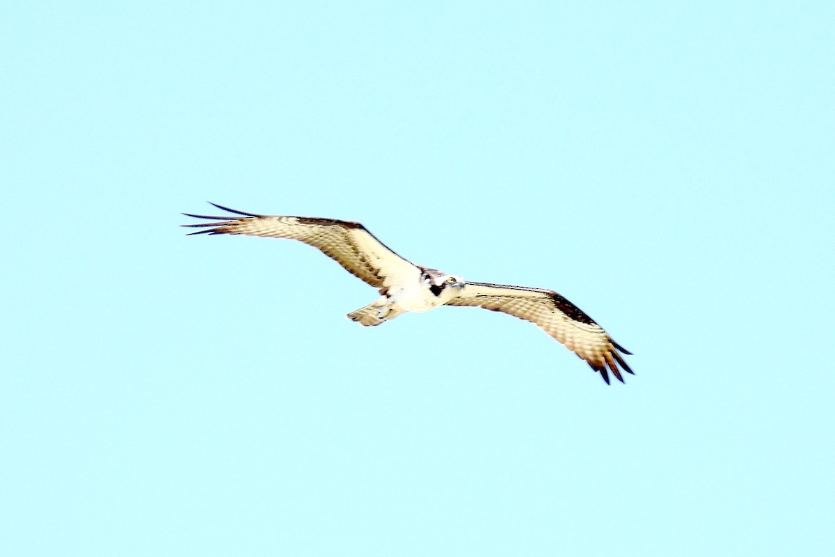 Águila Pescadora - ML619854583