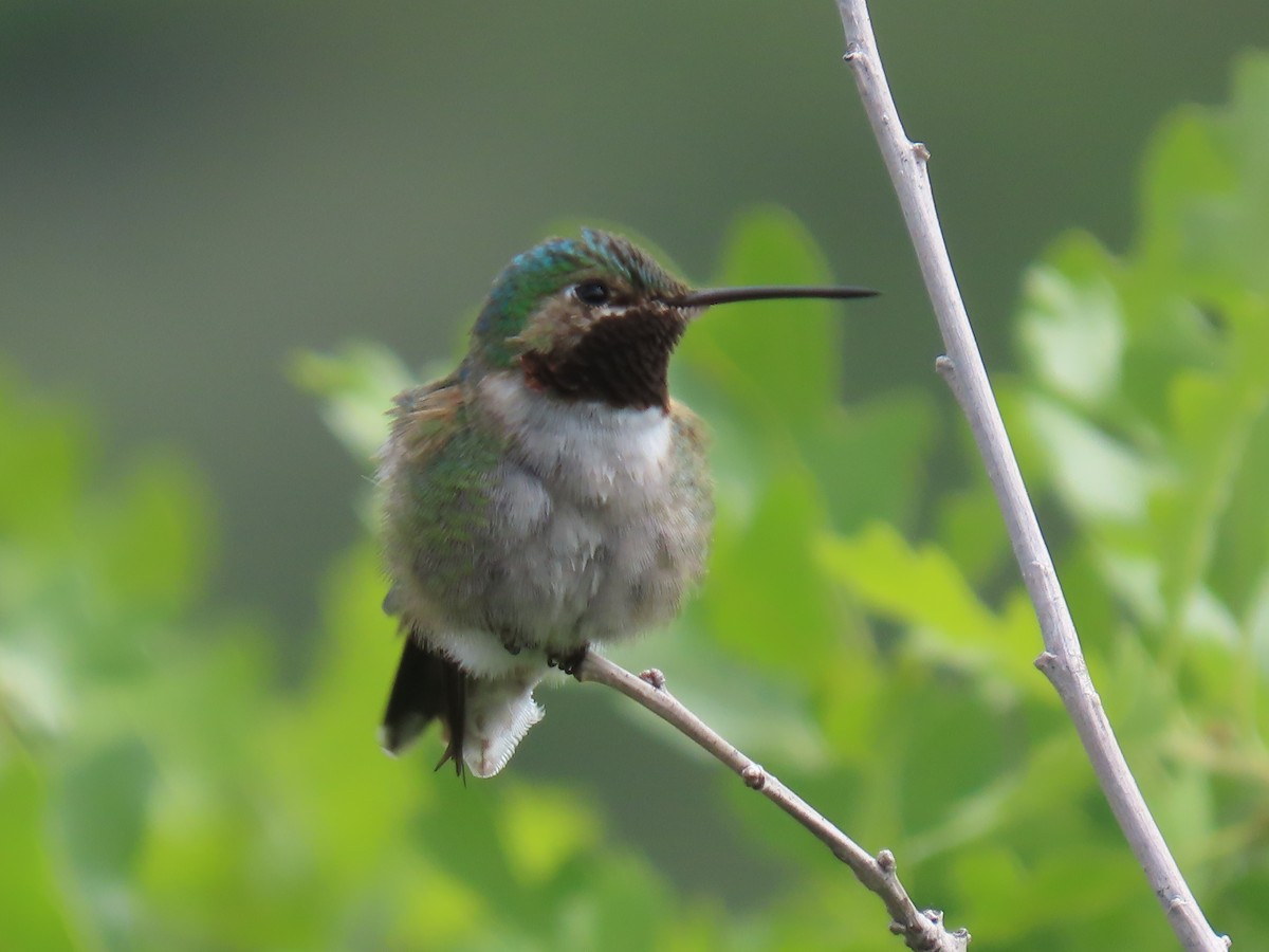 Broad-tailed Hummingbird - ML619854585