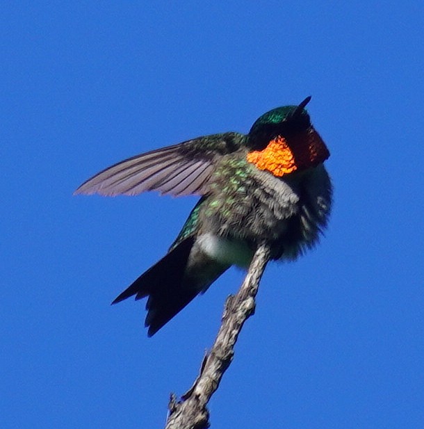 Ruby-throated Hummingbird - Gary Fogerite