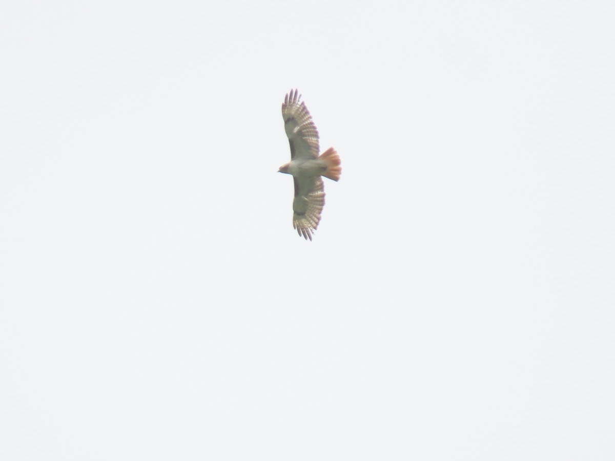 Red-tailed Hawk - ML619854636