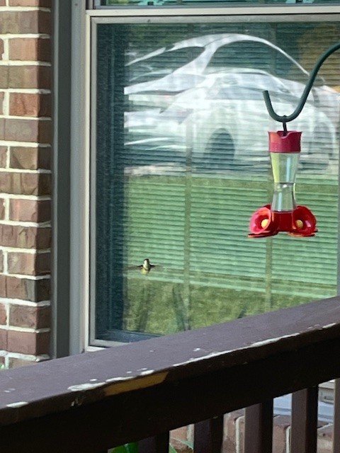 Ruby-throated Hummingbird - ML619854644