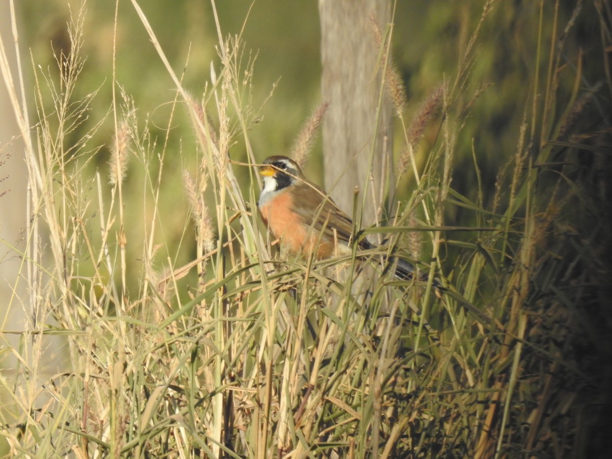 Many-colored Chaco Finch - Ricardo Centurión