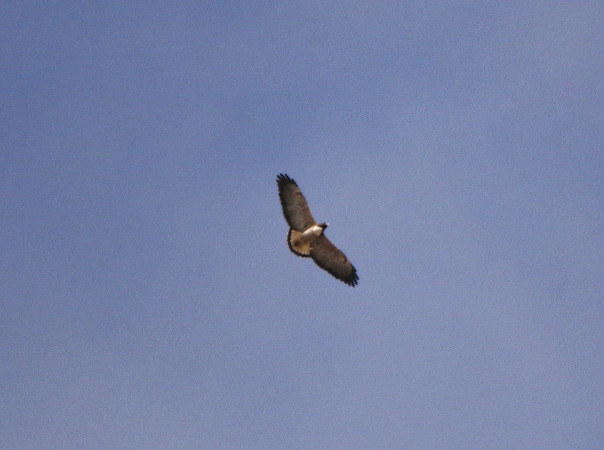 White-tailed Hawk - ML619854648