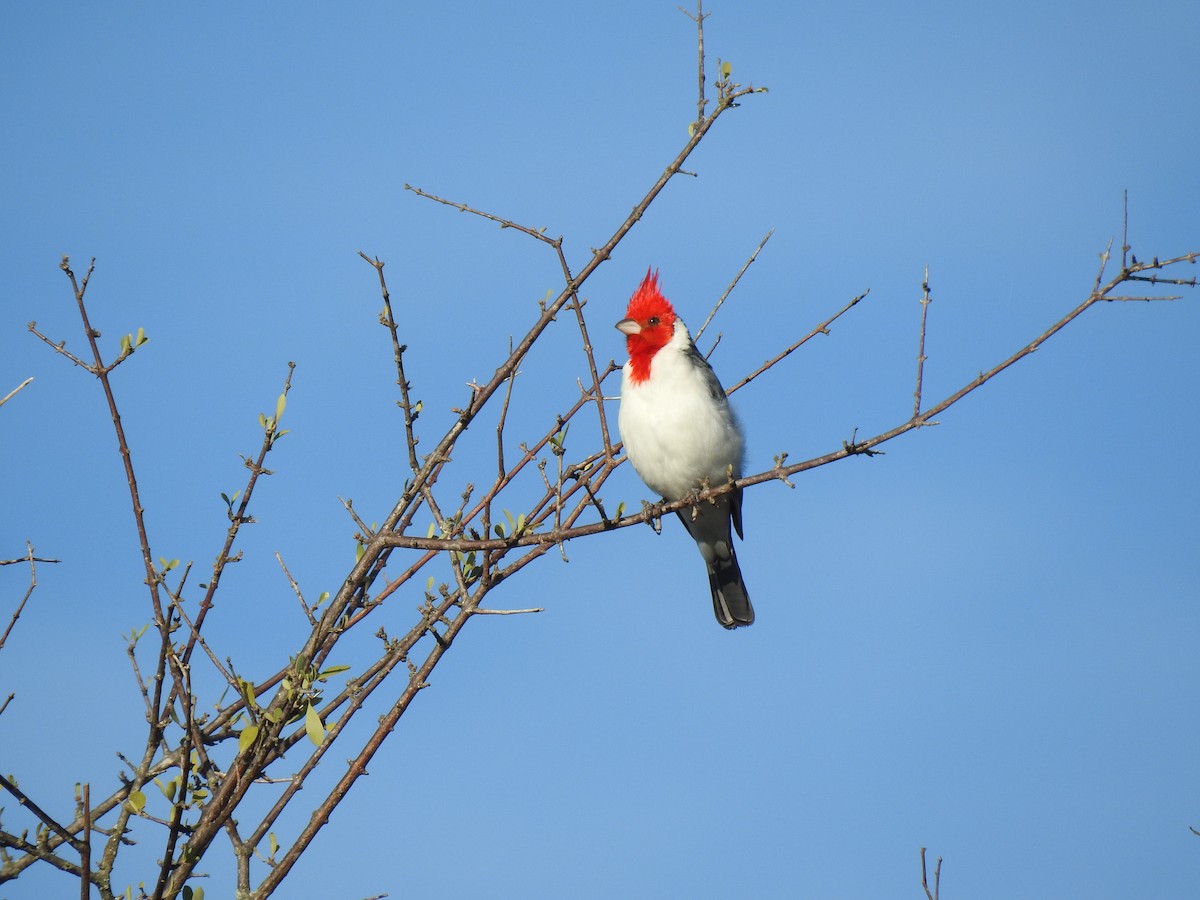 Red-crested Cardinal - ML619854651