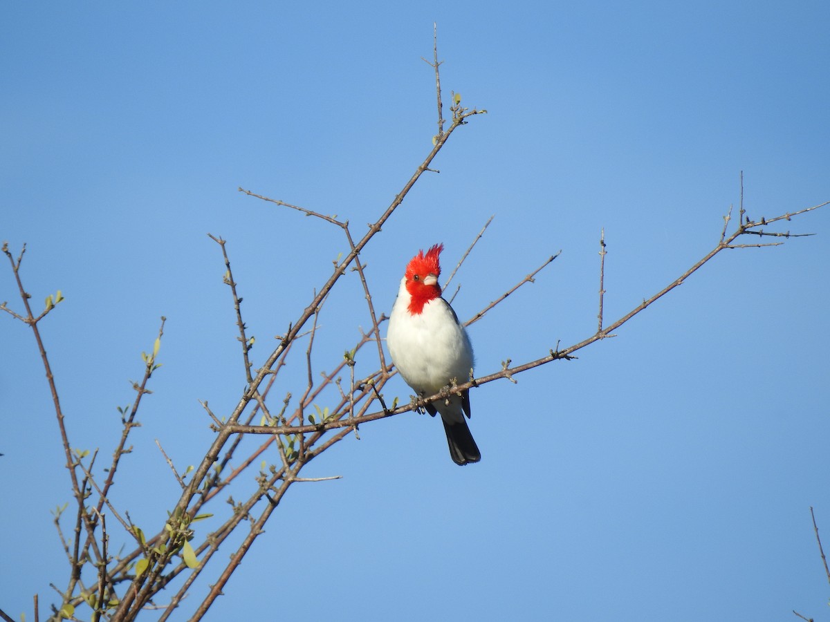 Red-crested Cardinal - ML619854653