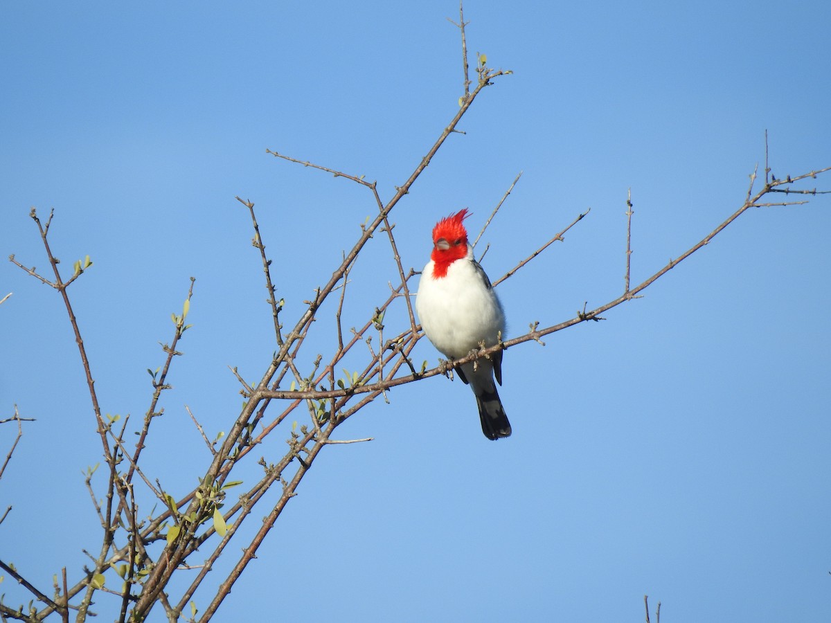 Red-crested Cardinal - ML619854654