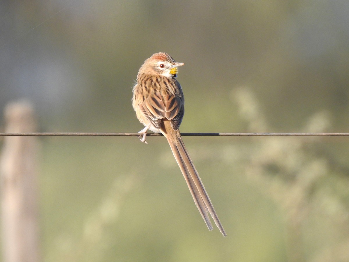 Chotoy Spinetail - ML619854660