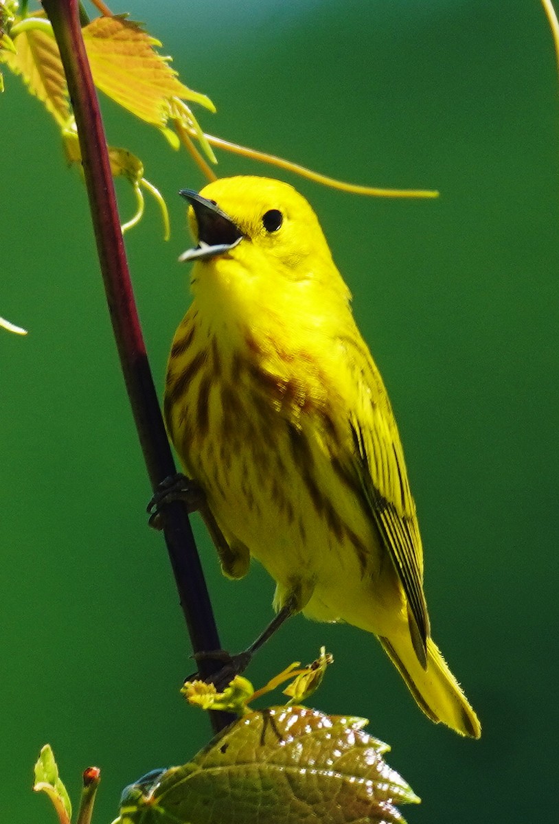 Yellow Warbler - ML619854677