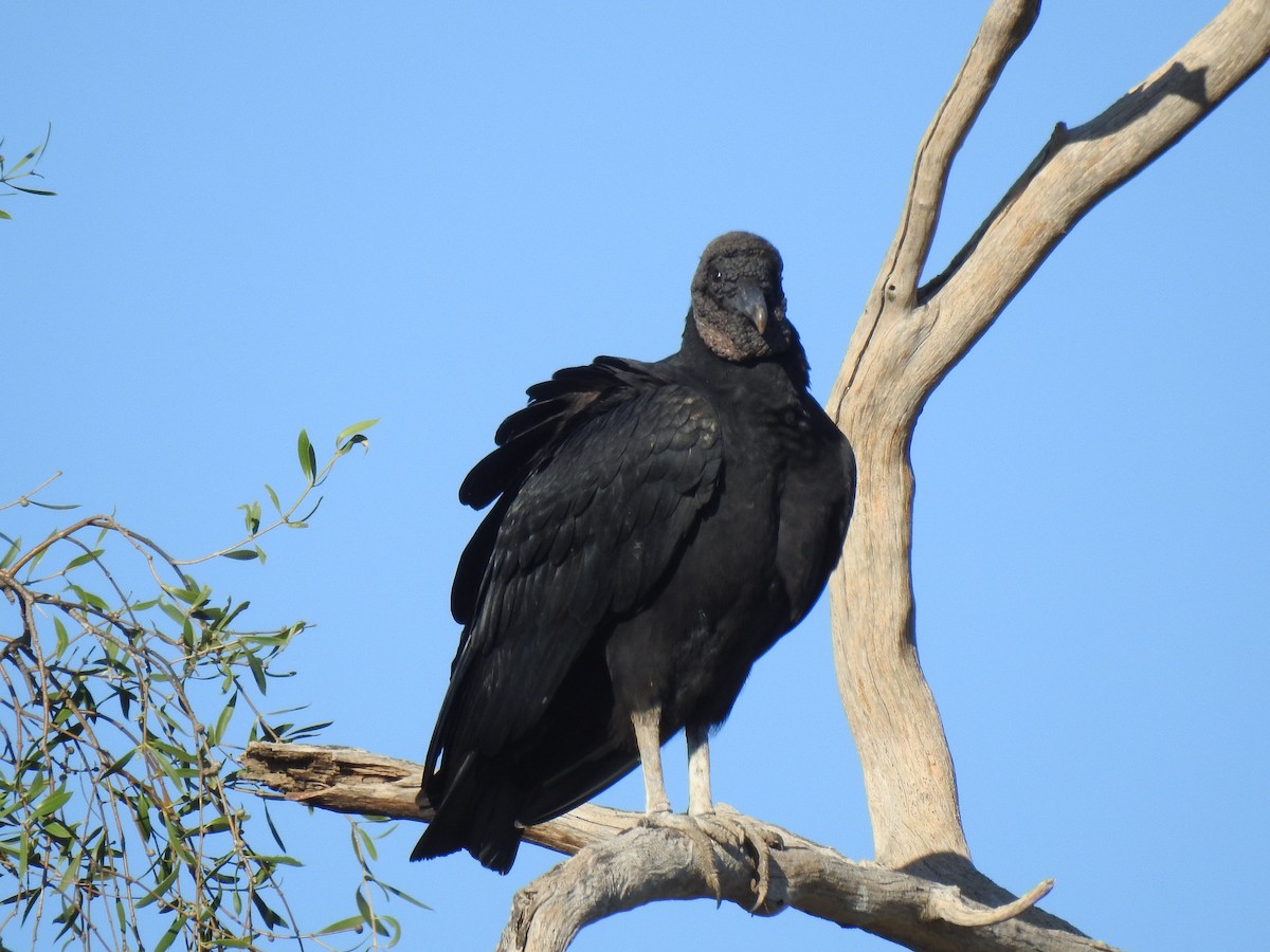 Black Vulture - ML619854684
