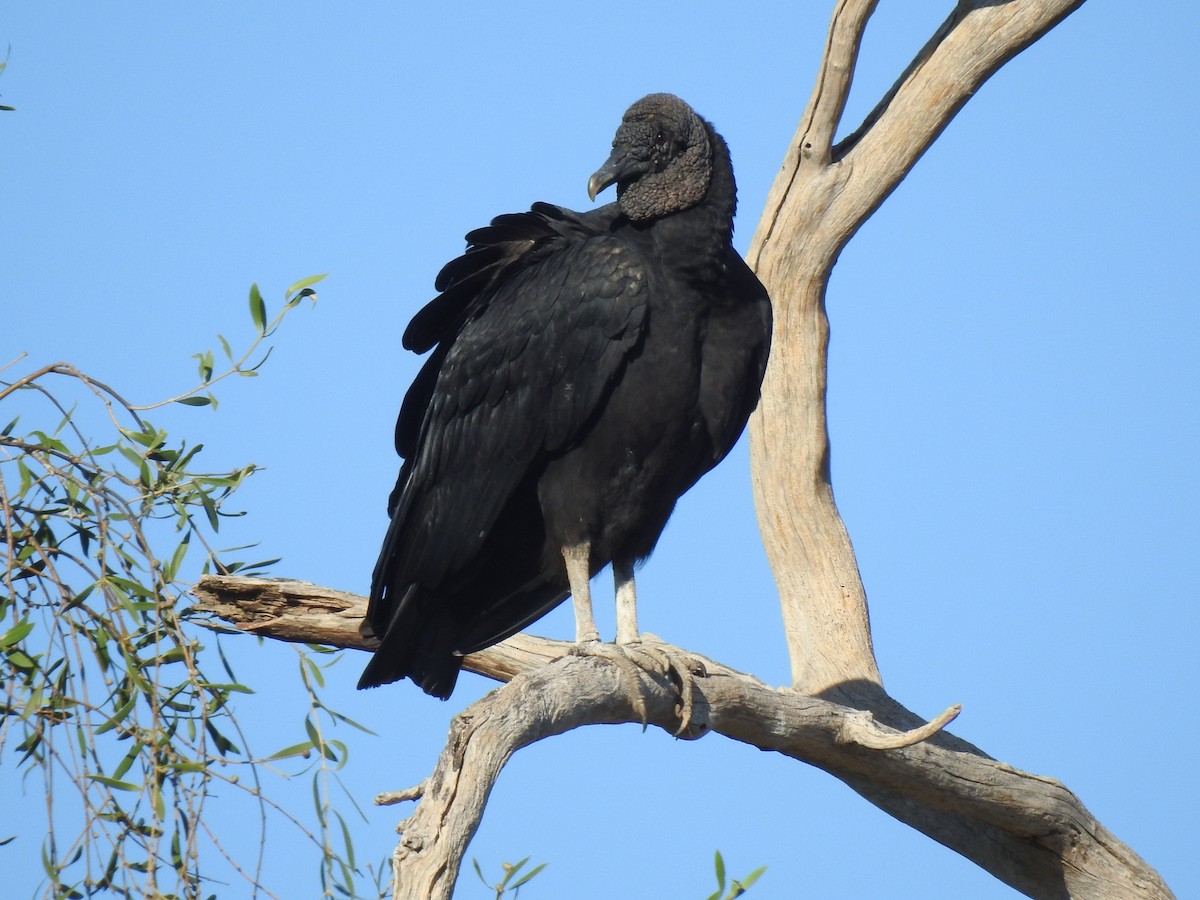 Black Vulture - ML619854687