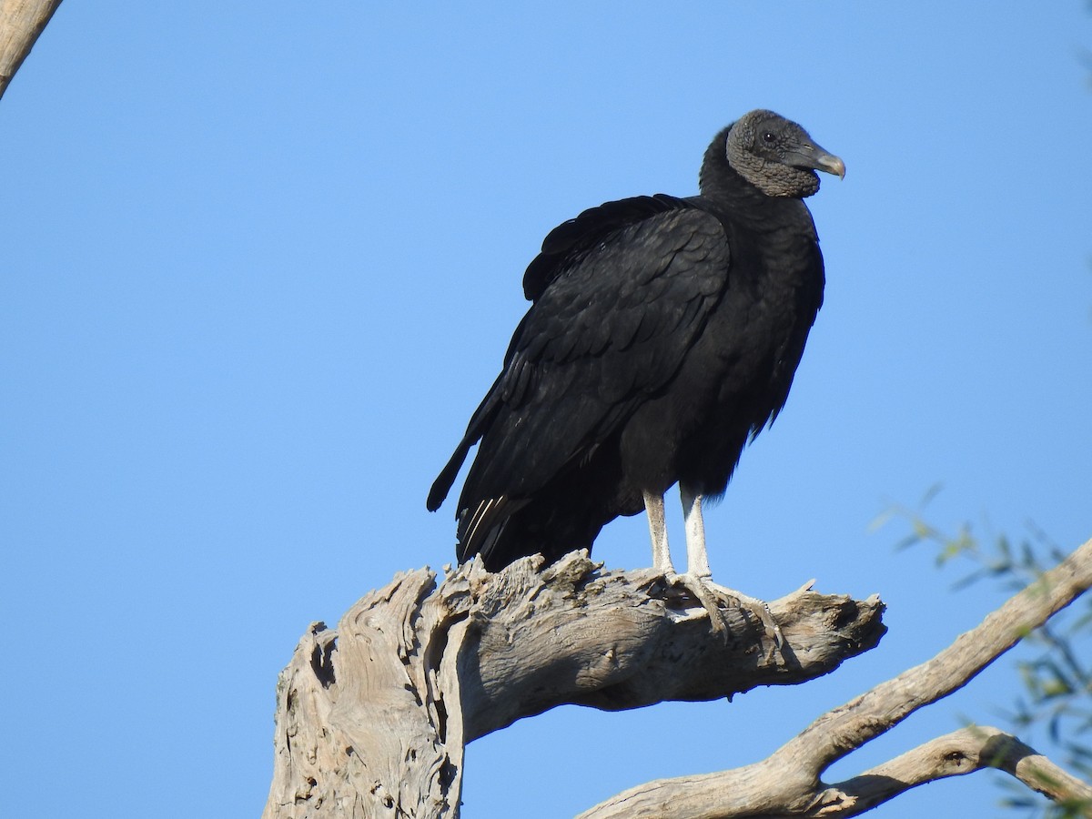 Black Vulture - ML619854689