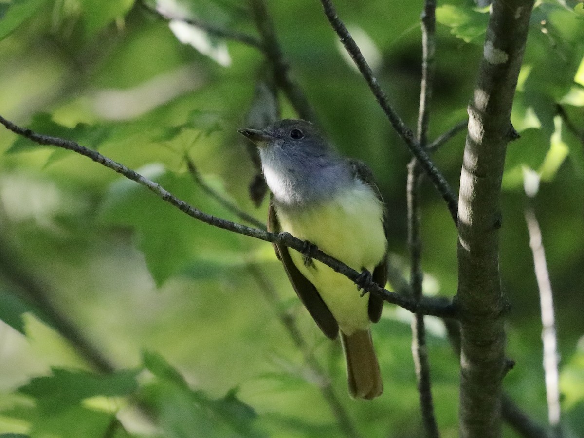 Great Crested Flycatcher - ML619854691