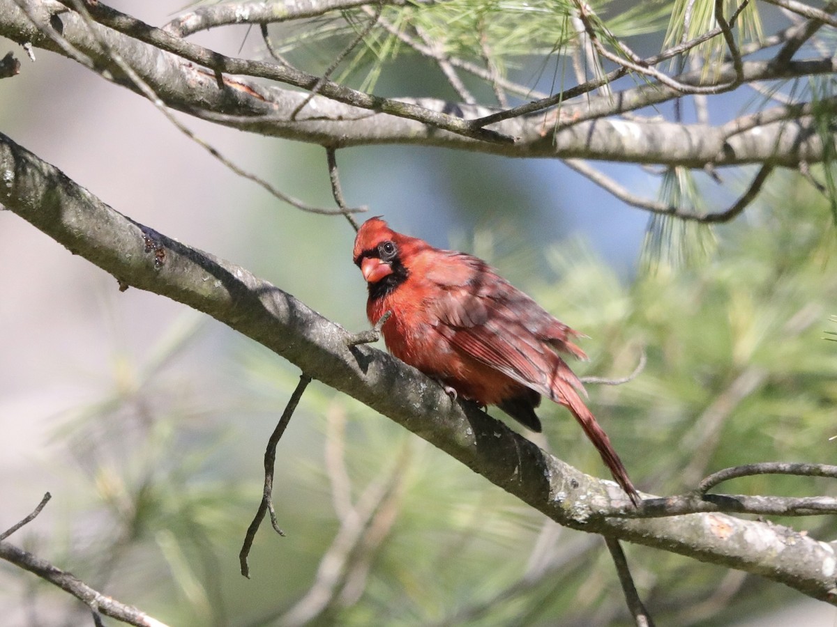Cardinal rouge - ML619854708