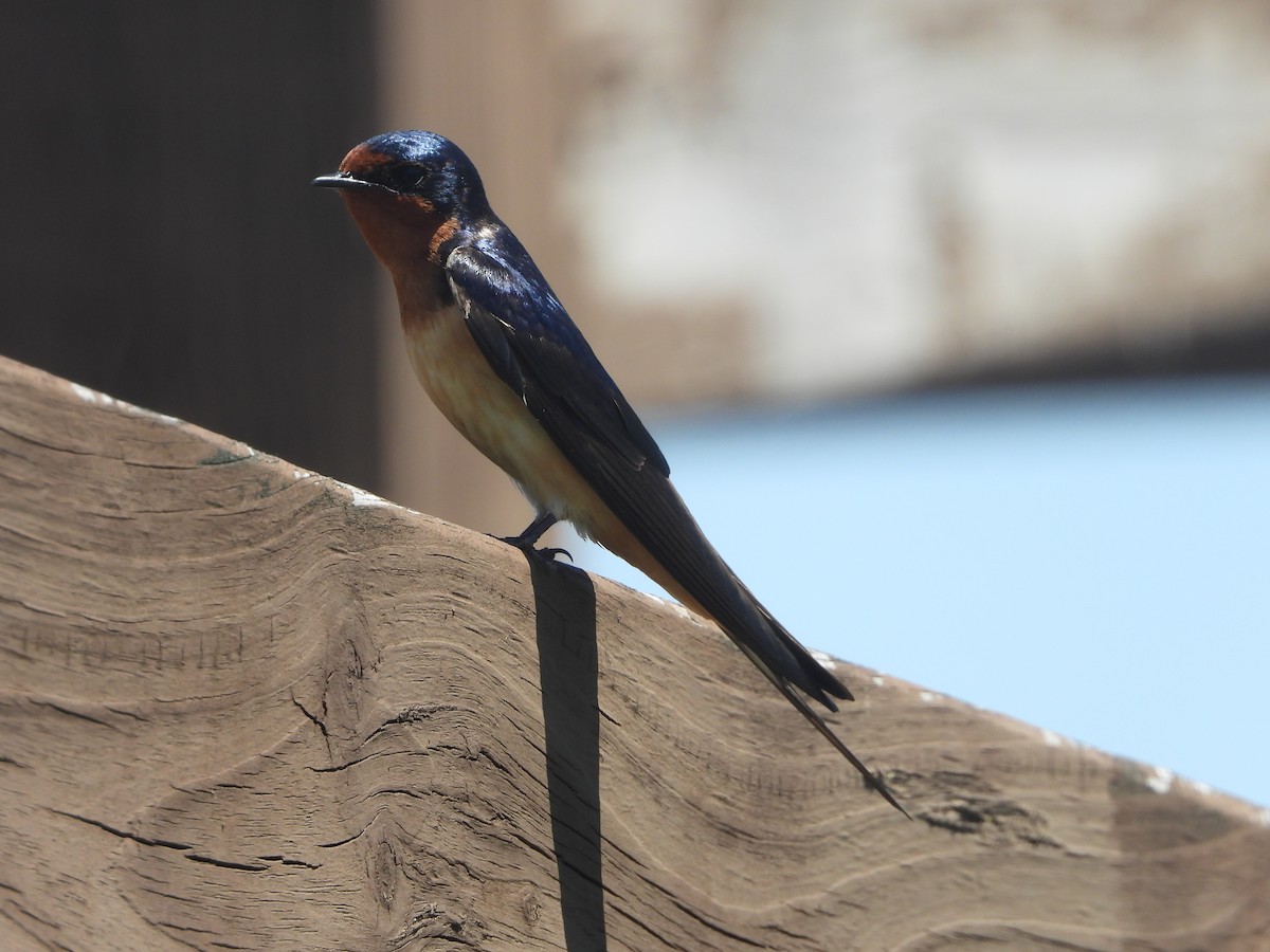 Barn Swallow (American) - ML619854711