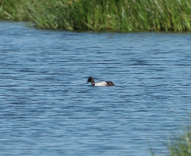 Greater Scaup - ML619854716