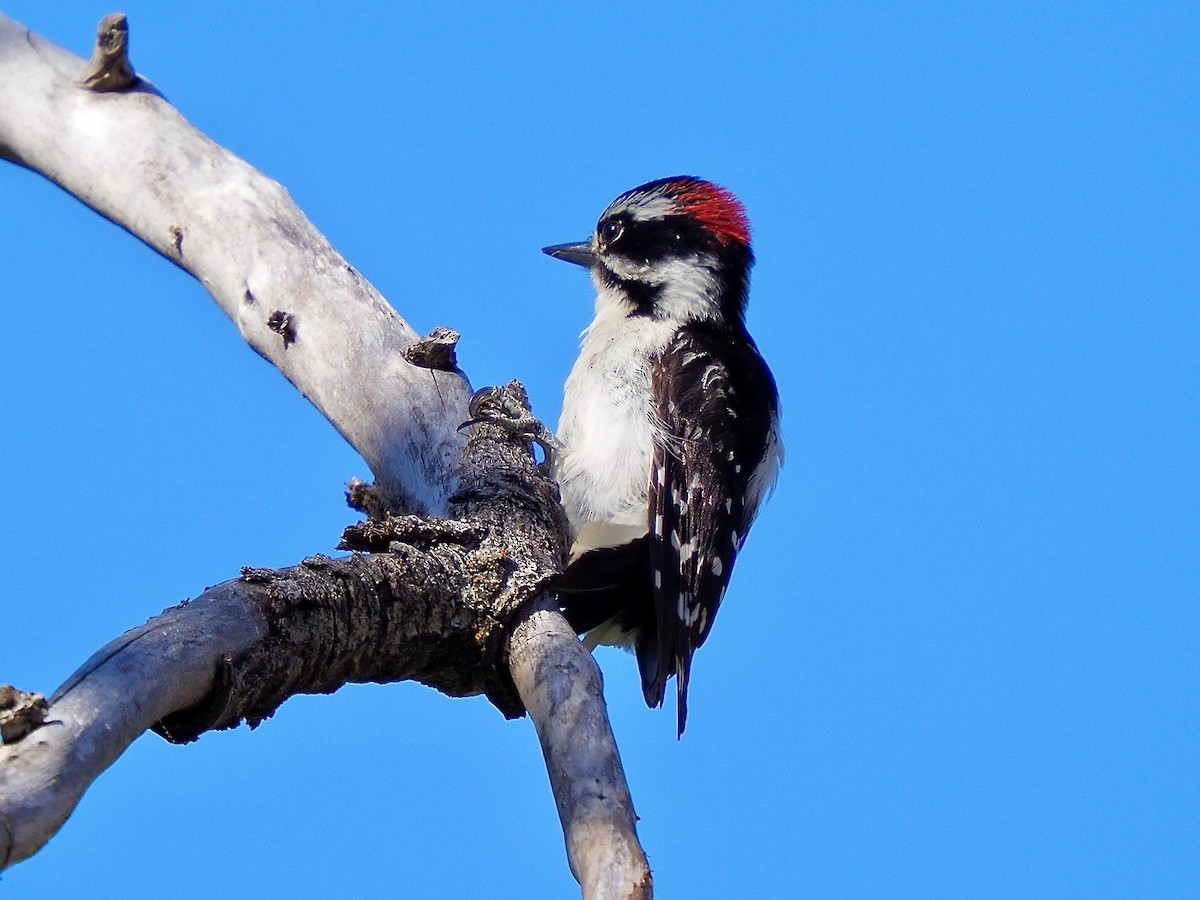 Downy Woodpecker - ML619854727
