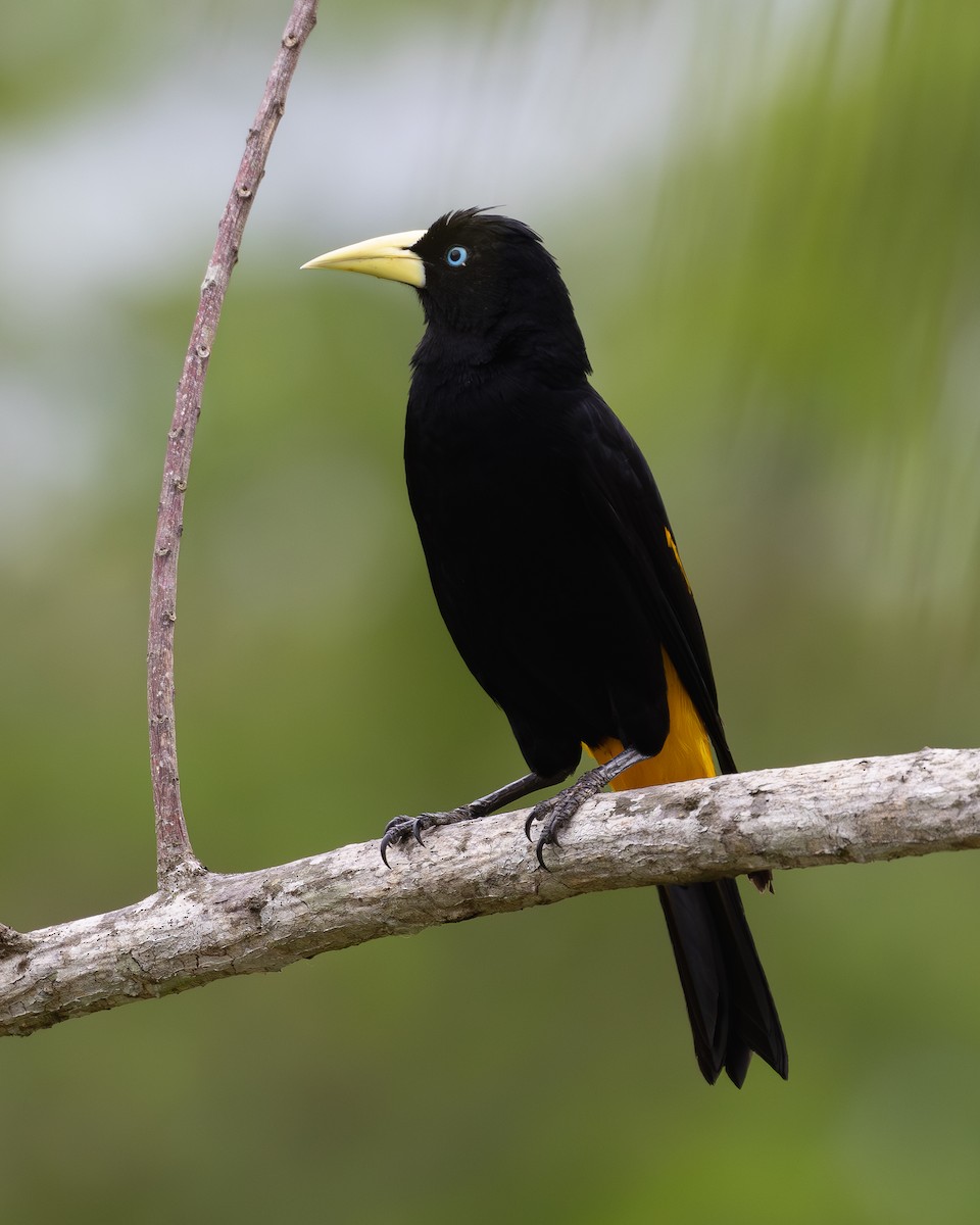 Yellow-rumped Cacique - ML619854742