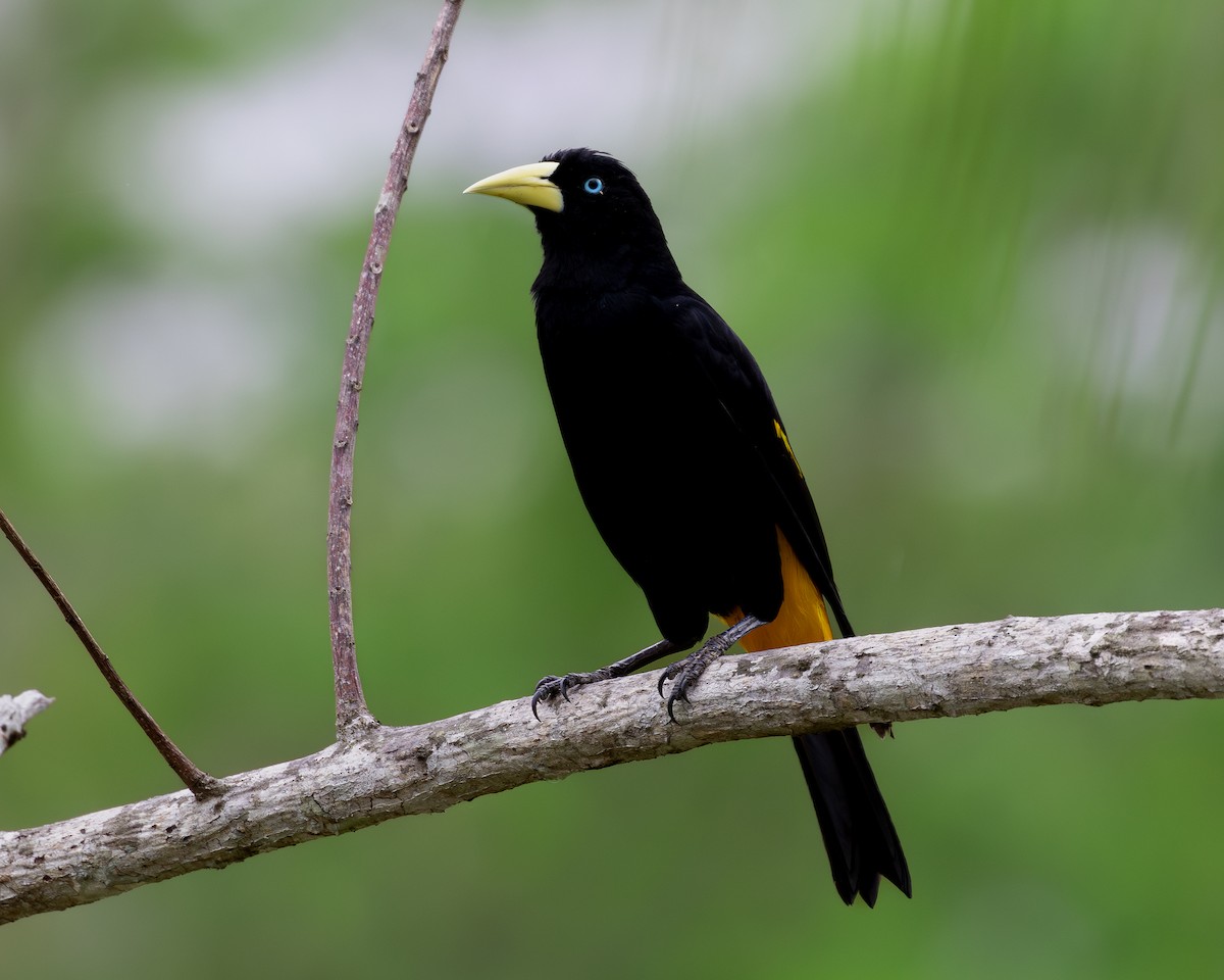 Yellow-rumped Cacique - ML619854743