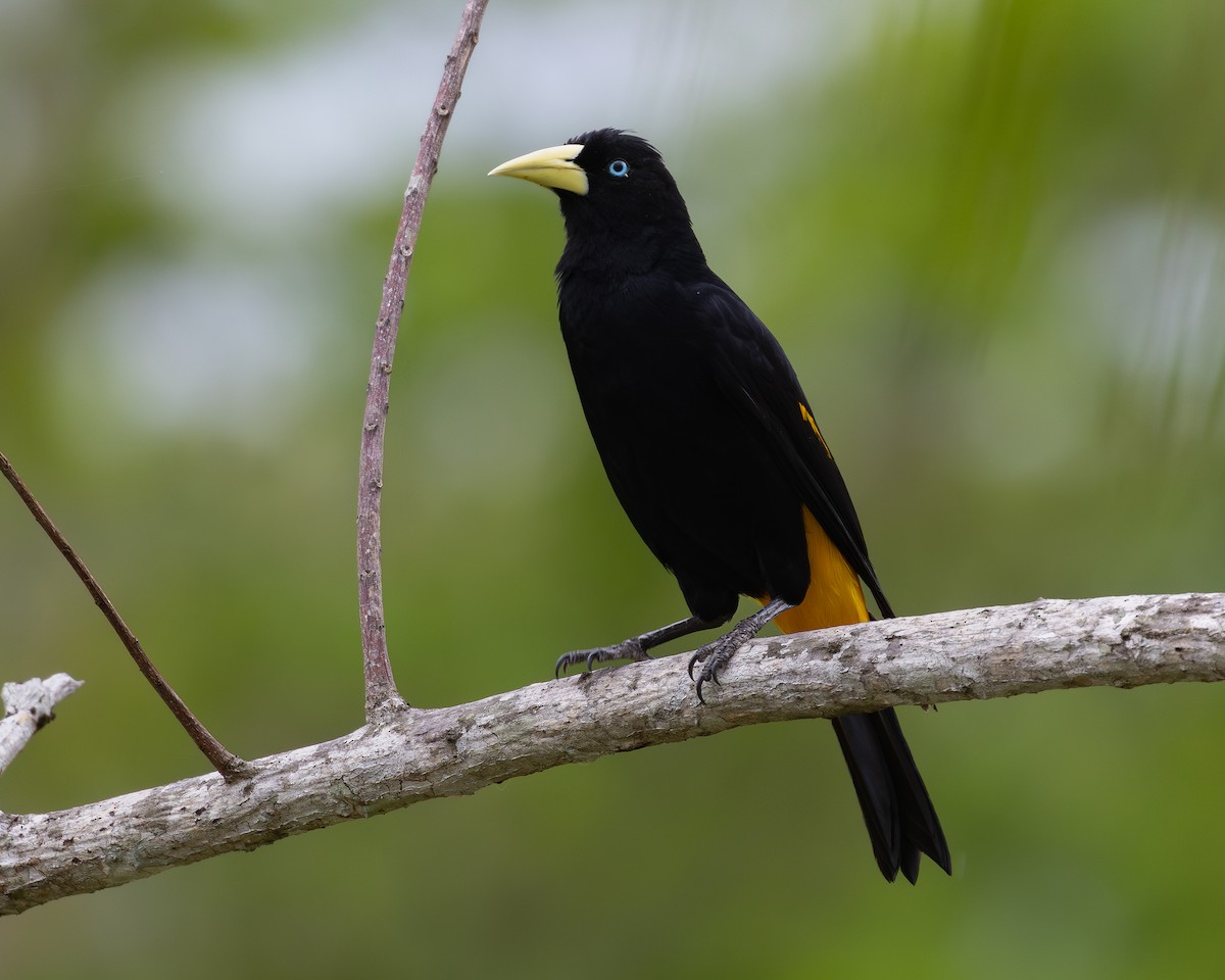 Yellow-rumped Cacique - ML619854744