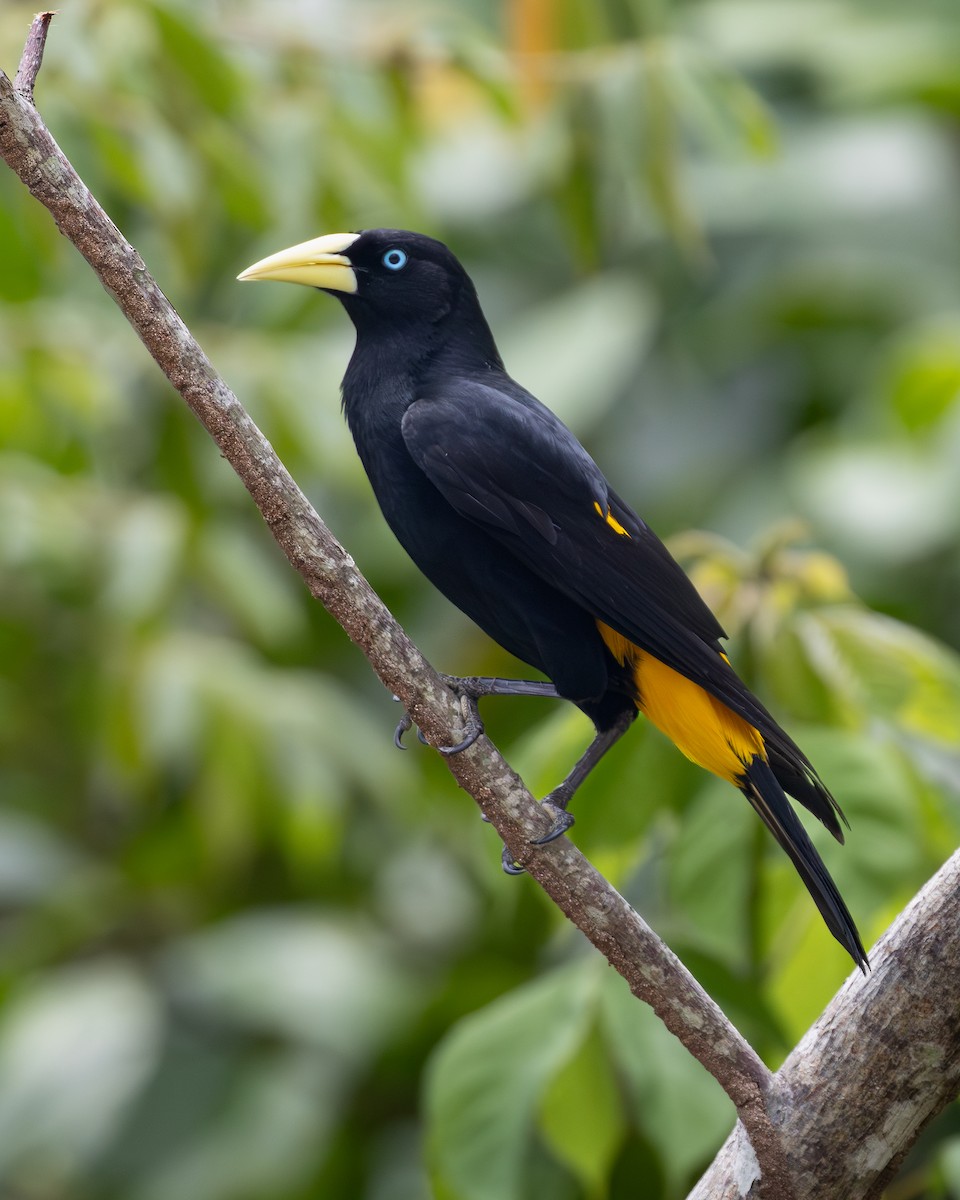 Yellow-rumped Cacique - ML619854745