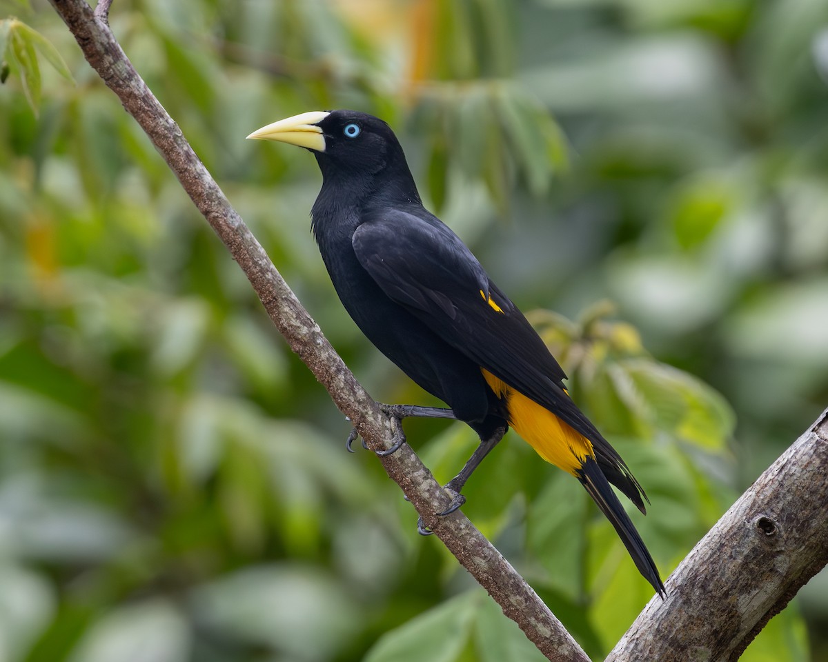 Yellow-rumped Cacique - ML619854746