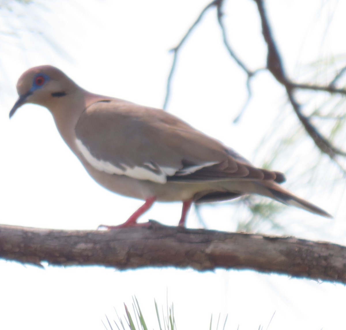 White-winged Dove - ML619854768