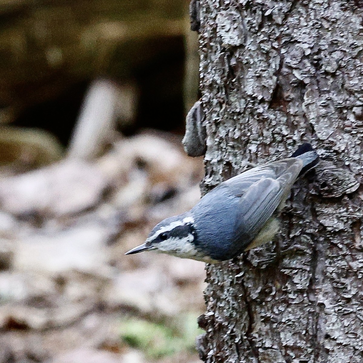 Red-breasted Nuthatch - ML619854772