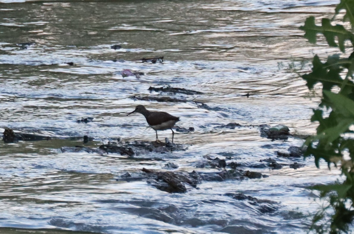 Green Sandpiper - ML619854777