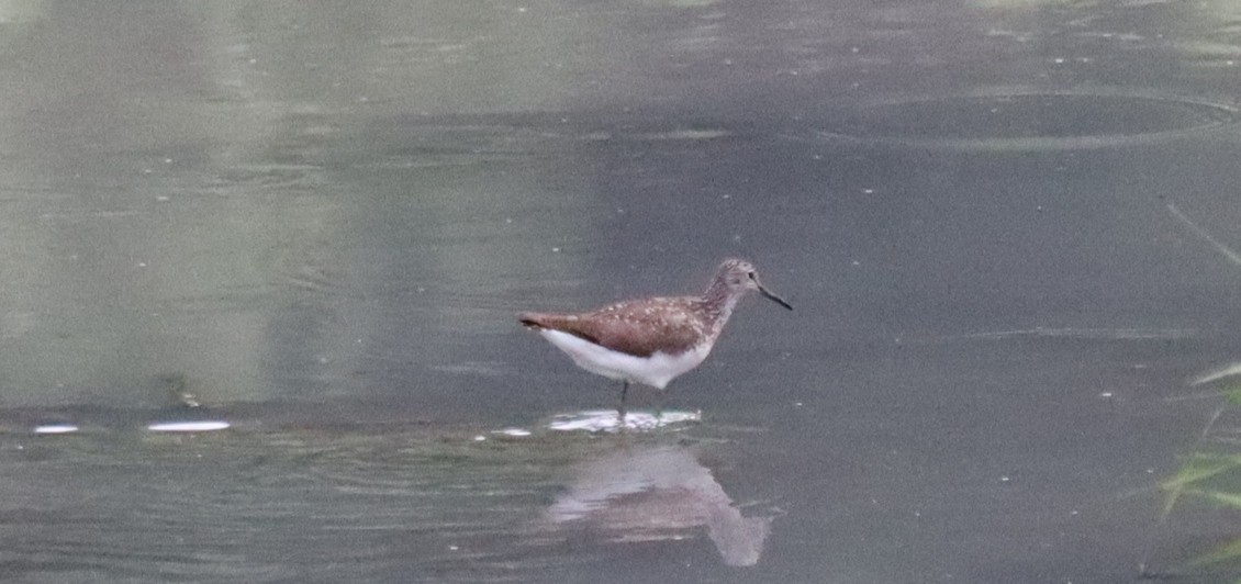 Green Sandpiper - ML619854780