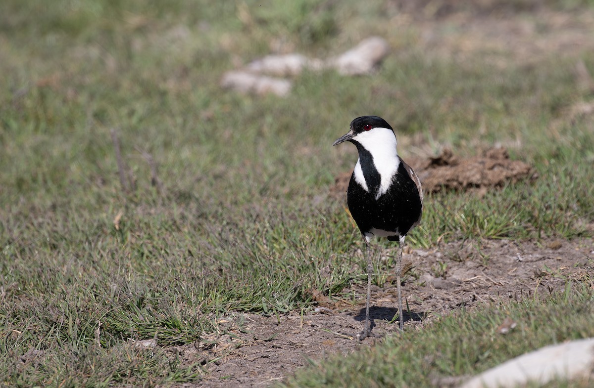 Spur-winged Lapwing - ML619854782