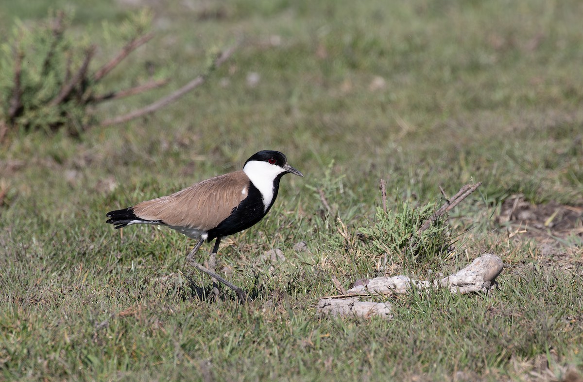 Spur-winged Lapwing - ML619854783