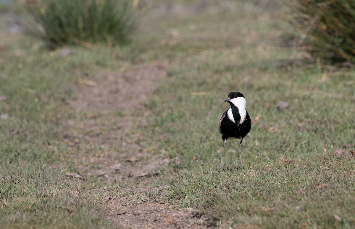 Spur-winged Lapwing - ML619854784