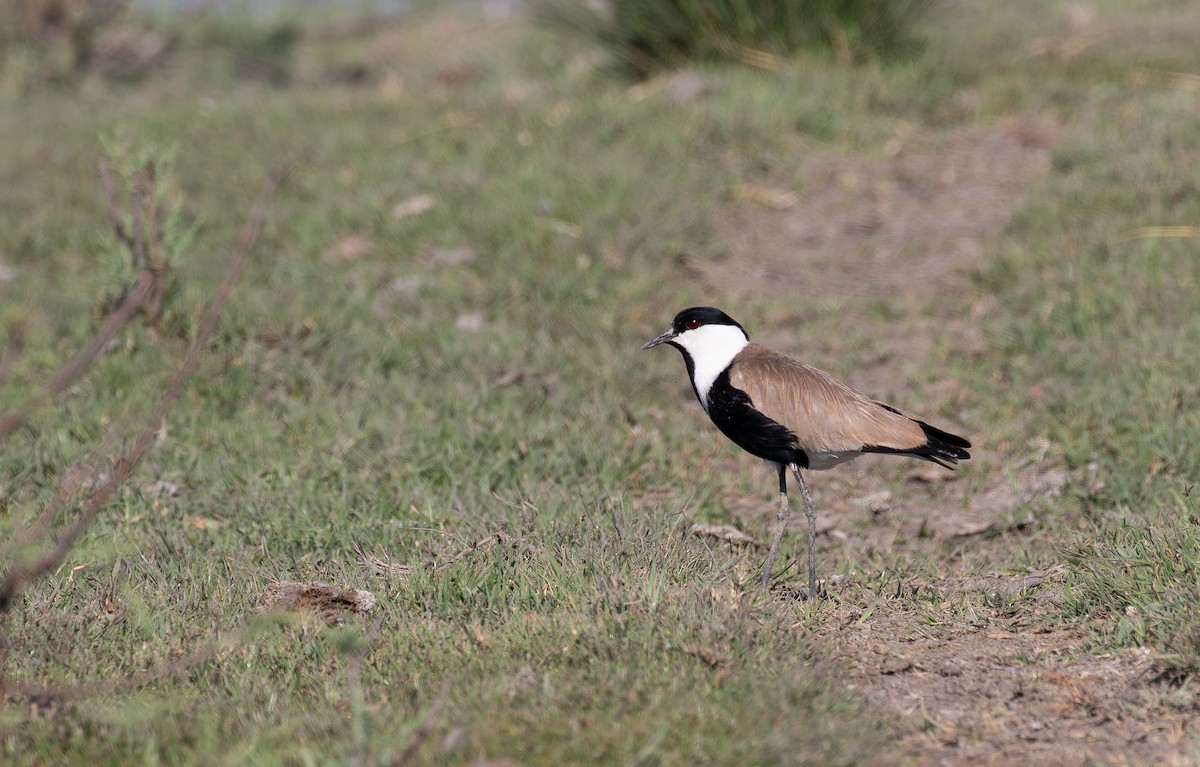 Spur-winged Lapwing - ML619854785