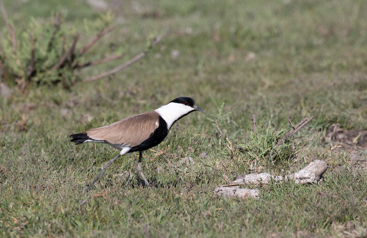 Spur-winged Lapwing - ML619854786