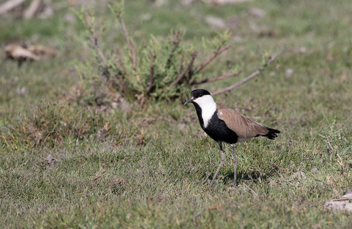Spur-winged Lapwing - ML619854787