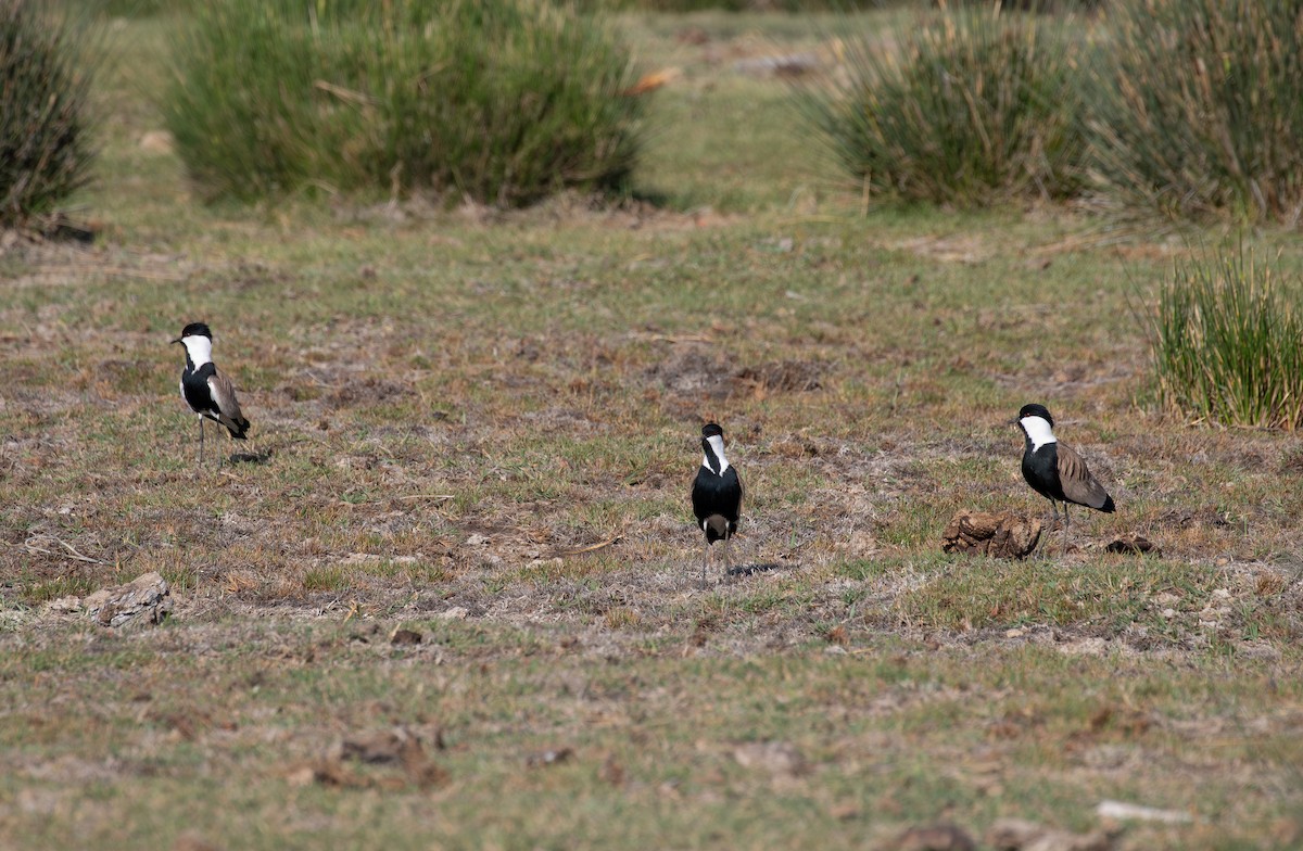 Spur-winged Lapwing - ML619854796