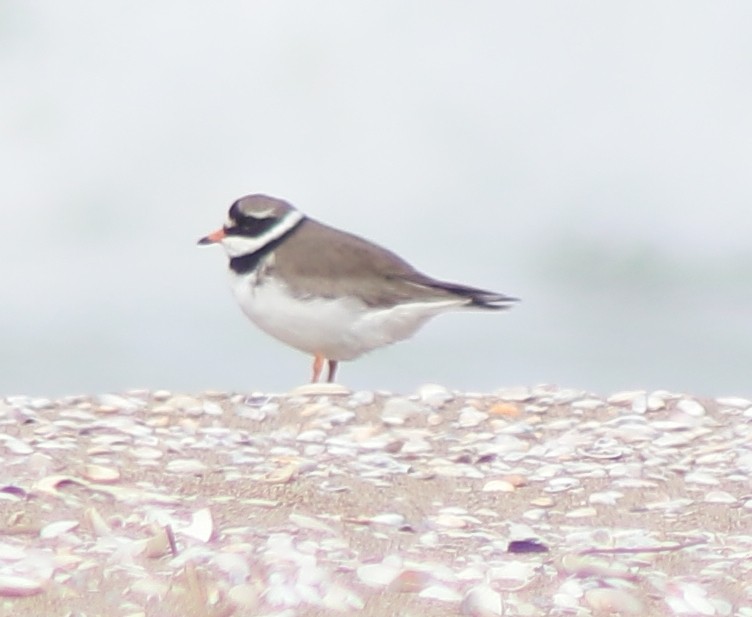 Common Ringed Plover - ML619854807