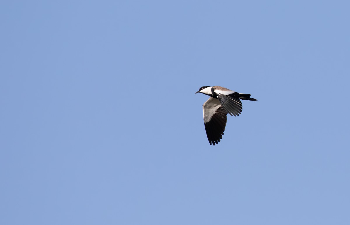 Spur-winged Lapwing - ML619854813