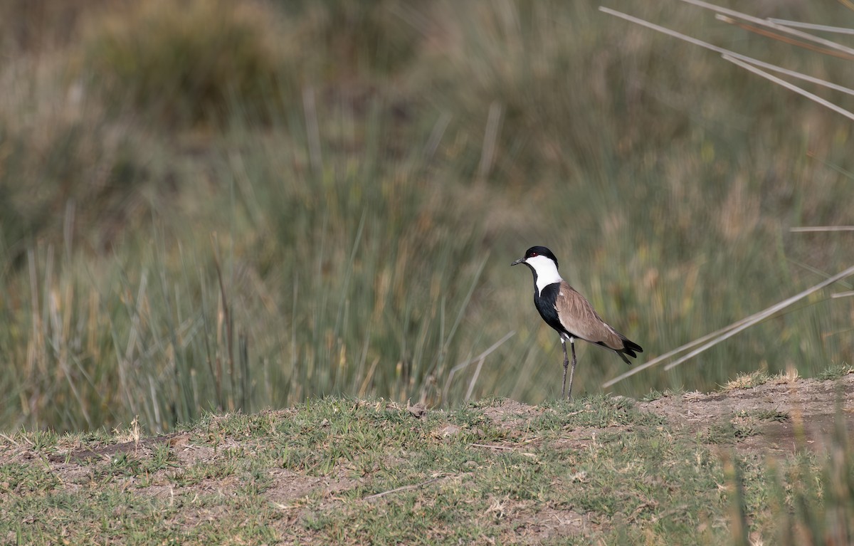 Spur-winged Lapwing - ML619854816